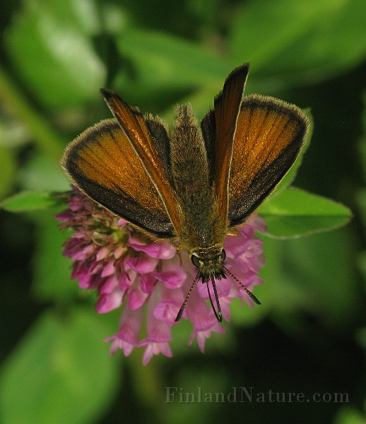 Ochlodes venata (6).jpg