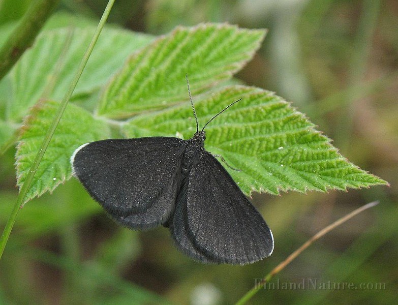Odezia atrata (Sotmätare).jpg