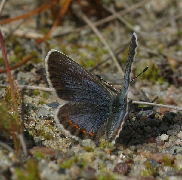 Plebejus idas (2).jpg