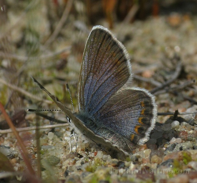 Plebejus idas (3).jpg