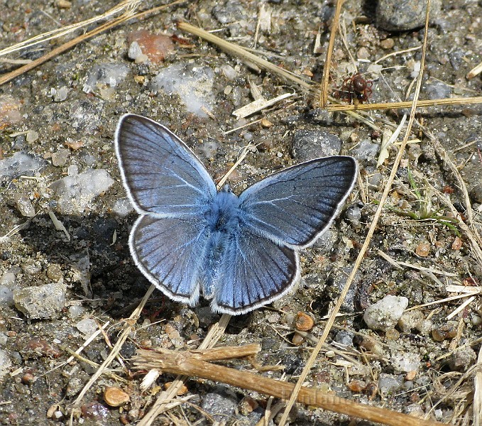 Polyommatus icarus (Puktörneblavinge)(2).jpg