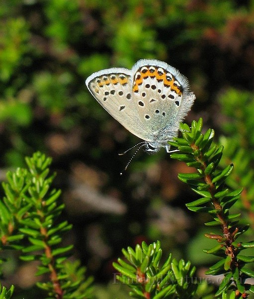 Polyommatus icarus (Puktörneblavinge)(4).jpg