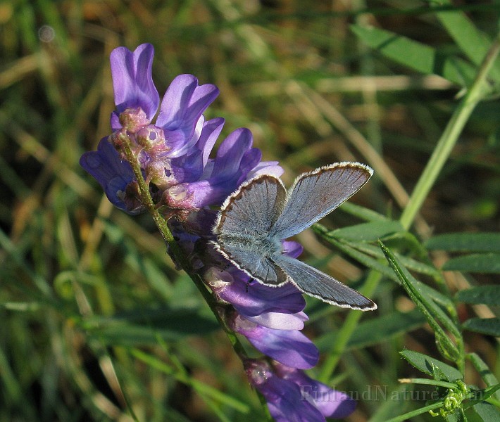 Polyommatus icarus (Puktörneblavinge)(5).jpg