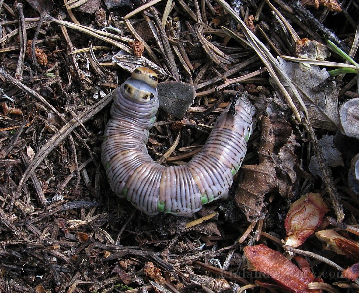 Sphinx pinastri (Tallsvarmare) (1).jpg