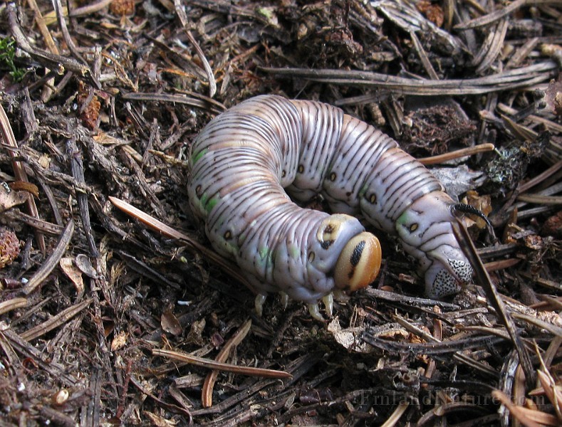 Sphinx pinastri (Tallsvarmare) (2).jpg
