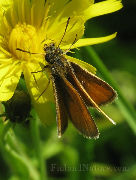 Thymelicus lineola (Tatelsmygare) (3).jpg
