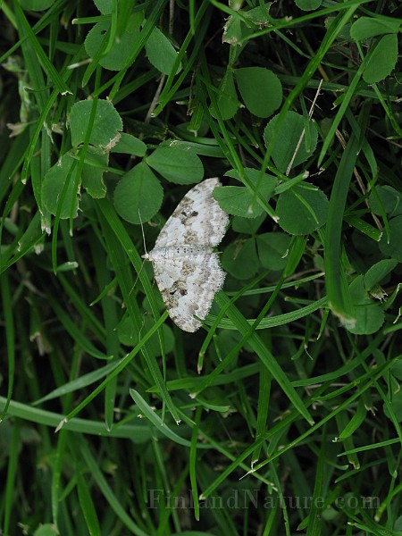 Xanthorhoe montanata (Backfältmätare) (3).jpg