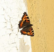 Aglais urticae (Nässelfjäril) (1)