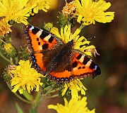 Aglais urticae (Nässelfjäril) (10)