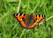Aglais urticae (Nässelfjäril) (11)