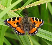 Aglais urticae (Nässelfjäril) (2)