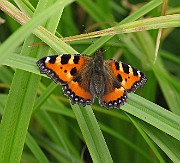Aglais urticae (Nässelfjäril) (3)