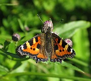Aglais urticae (Nässelfjäril) (5)