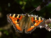 Aglais urticae (Nässelfjäril) (6)