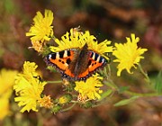Aglais urticae (Nässelfjäril) (9)