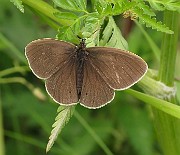 Aphantopus hyperantus (Luktgräsfjäril) (1)