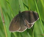 Aphantopus hyperantus (Luktgräsfjäril) (3)