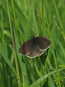 Aphantopus hyperantus (Luktgräsfjäril) (4)
