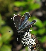Aricia nicias (Donzels blåvinge) (2)
