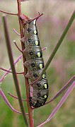 Deilephila elpenor  (Större snabelsvärmare)(3)