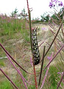 Deilephila elpenor (Större snabelsvärmare)(2)
