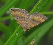 Epirrhoe alternata (Förväxlad fältmätare)(1)