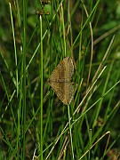 Epirrhoe alternata (Förväxlad fältmätare)(2)