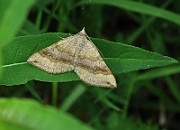 Epirrhoe alternata (Förväxlad fältmätare)(3)