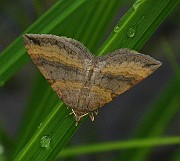 Epirrhoe alternata (Förväxlad fältmätare)(5)