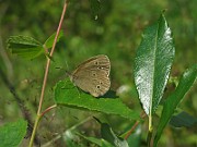 Erebia_ligea (Skogsgräsfjäril) (1)