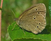 Erebia_ligea (Skogsgräsfjäril) (2)