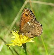 Erebia_ligea (Skogsgräsfjäril) (3)