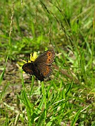 Erebia_ligea (Skogsgräsfjäril) (4)