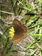 Erebia_ligea (Skogsgräsfjäril) (7)