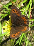 Erebia_ligea (Skogsgräsfjäril) (8)