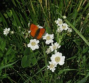 Lycaena hippothoe (Violettkantad guldvinge) (1)