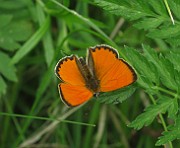 Lycaena hippothoe (Violettkantad guldvinge) (2)