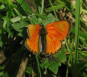 Lycaena hippothoe (Violettkantad guldvinge) (3)