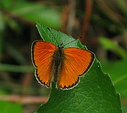 Lycaena hippothoe (Violettkantad guldvinge) (4)