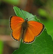 Lycaena hippothoe (Violettkantad guldvinge) (5)