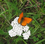 Lycaena hippothoe (Violettkantad guldvinge) (6)