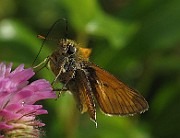 Ochlodes venata (1)