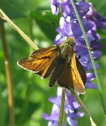 Ochlodes venata (2)