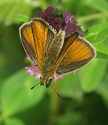 Ochlodes venata (3)