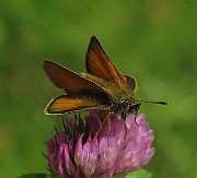 Ochlodes venata (4)
