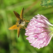 Ochlodes venata (5)