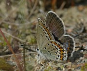 Plebejus idas (1)