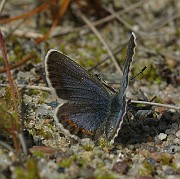 Plebejus idas (2)