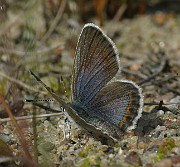 Plebejus idas (3)