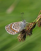 Polyommatus icarus (Puktörneblavinge)(1)